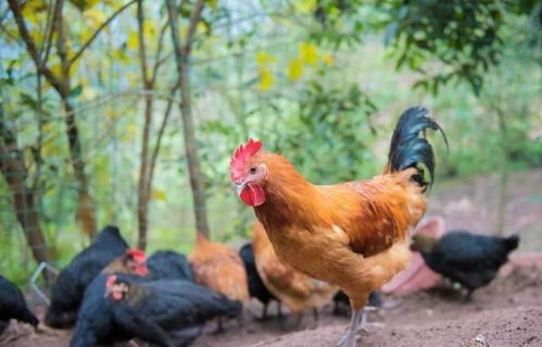 伴侣动物与食用动物的界限 论禁食犬只的合理性与挑战