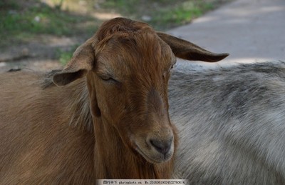 山羊绵羊与家禽家畜 人类生活中的重要伴侣