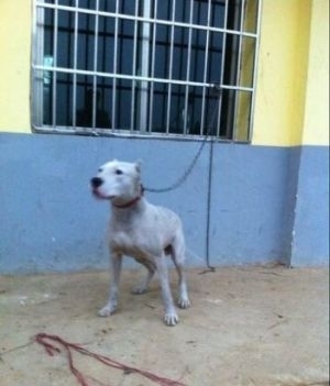 纯种杜高犬的和谐守护者 一岁公犬的优良品性与家庭适应性