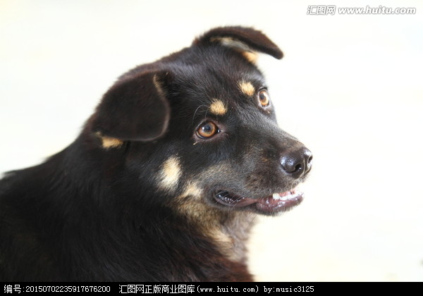 镜头下的田园守望者 中华田园犬与家禽家畜的和谐图景