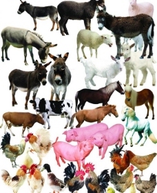 家畜与家禽 人类文明中的忠实伙伴