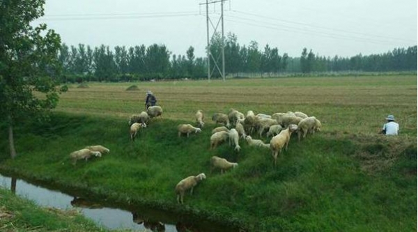 温铁军谈农村养殖禁令 矫枉过正会危及民生