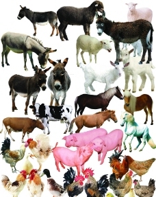 家畜与家禽 人类驯养动物的历史图鉴与生态贡献