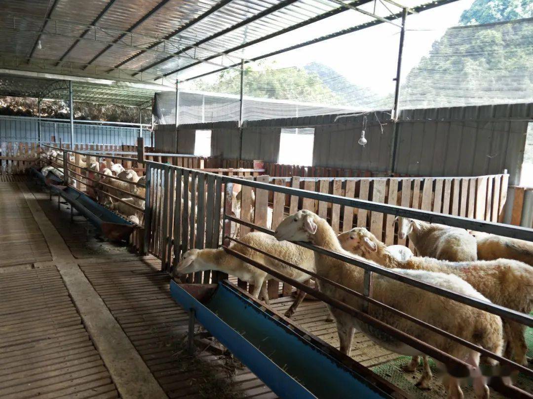 乡间田园的活色生香 小农场里的家禽家畜饲养记