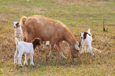 羊群水畔，六畜兴旺——浅析河边放牧的传统与智慧
