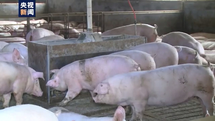 洪涝灾害对全国畜产品生产影响有限，家禽家畜供应总体稳定