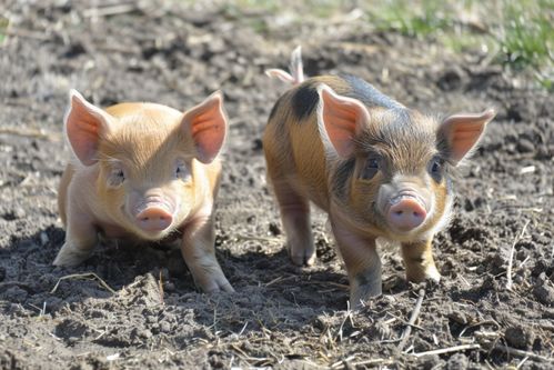 家畜饲养摄影 猪的影像记录与下载指南