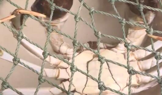 江苏年货市场 河鲜与家禽家畜销售火爆