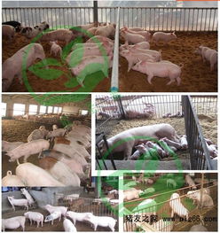 发酵床养殖技术 养猪与家禽家畜的制作方法与菌种选购指南