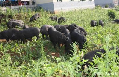 天台农业 家禽家畜饲养的新天地