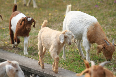 羊群的水边牧歌 生态与经济双赢的自然画卷